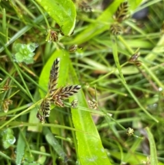 Cyperus sanguinolentus at Mt Holland - 19 Feb 2024 10:31 AM