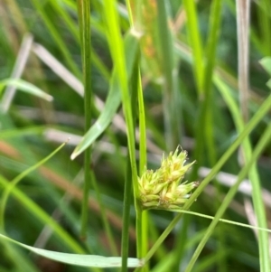 Carex inversa at Mt Holland - 19 Feb 2024 10:58 AM