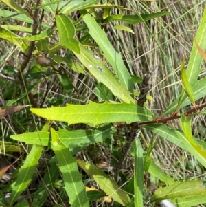 Lomatia myricoides at Mt Holland - 19 Feb 2024 10:59 AM