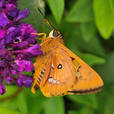 Trapezites symmomus (Splendid Ochre) at QPRC LGA - 19 Feb 2024 by MatthewFrawley