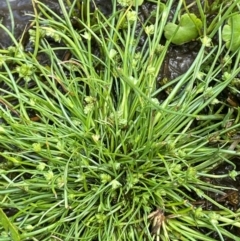 Isolepis gaudichaudiana (Benambra Club-sedge) at Mt Holland - 19 Feb 2024 by JaneR