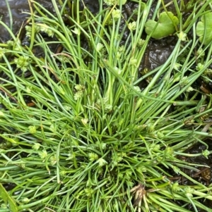 Isolepis gaudichaudiana at Mt Holland - 19 Feb 2024 11:42 AM