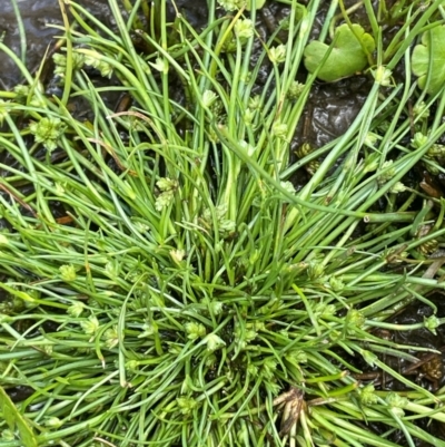 Isolepis gaudichaudiana (Benambra Club-sedge) at Tinderry, NSW - 19 Feb 2024 by JaneR