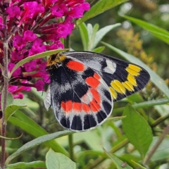 Delias harpalyce (Imperial Jezebel) at QPRC LGA - 20 Feb 2024 by MatthewFrawley