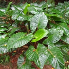 Alocasia brisbanensis (Cunjevoi, Spoon Lily) at Brogers Creek, NSW - 18 Feb 2024 by plants