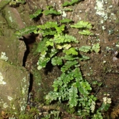 Arthropteris beckleri (Hairy Climbing Fishbone Fern) at Brogers Creek, NSW - 19 Feb 2024 by plants