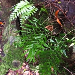Arthropteris tenella (Climbing Fern) at Brogers Creek, NSW - 19 Feb 2024 by plants
