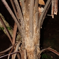 Cyathea leichhardtiana (Prickly Tree Fern) at Brogers Creek, NSW - 19 Feb 2024 by plants