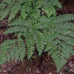 Diplazium australe (Austral Lady Fern) at Brogers Creek, NSW - 19 Feb 2024 by plants