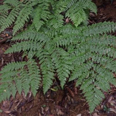 Diplazium australe (Austral Lady Fern) at Brogers Creek, NSW - 18 Feb 2024 by plants