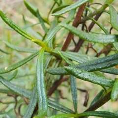 Xerochrysum viscosum at Campbell, ACT - 20 Feb 2024