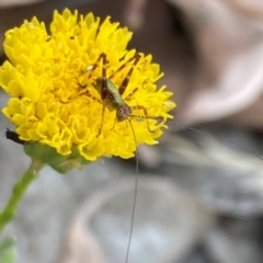 Caedicia simplex (Common Garden Katydid) at Aranda, ACT - 19 Feb 2024 by Jubeyjubes