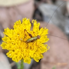 Caedicia simplex at Aranda, ACT - 20 Feb 2024 10:34 AM