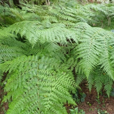 Calochlaena dubia (Rainbow Fern) at Brogers Creek, NSW - 18 Feb 2024 by plants