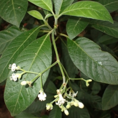 Psychotria loniceroides (Hairy Psychotria) at Brogers Creek, NSW - 19 Feb 2024 by plants