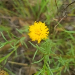 Rutidosis leptorhynchoides at Stirling Park - 20 Feb 2024