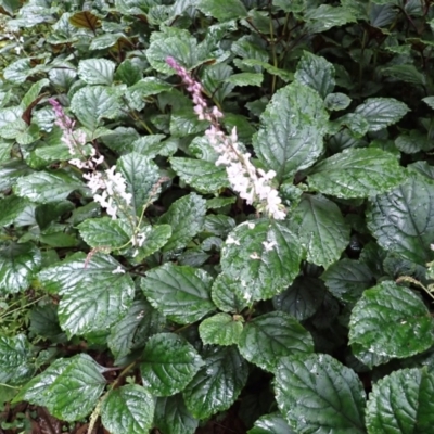 Plectranthus verticillatus (Swedish Ivy, Creeping Charlie) at Brogers Creek, NSW - 18 Feb 2024 by plants