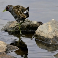 Porzana fluminea (Australian Spotted Crake) at Strathnairn, ACT - 20 Feb 2024 by Thurstan