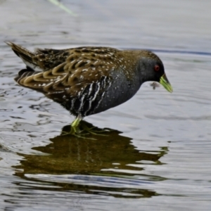 Porzana fluminea at Strathnairn, ACT - 20 Feb 2024 11:00 AM