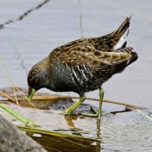 Porzana fluminea at Strathnairn, ACT - 20 Feb 2024 11:00 AM