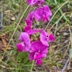 Lathyrus latifolius (Perennial Pea) at Stirling Park - 20 Feb 2024 by WalkYonder