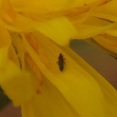 Dasytinae (subfamily) (Soft-winged flower beetle) at Fadden Pines (FAD) - 19 Feb 2024 by KumikoCallaway