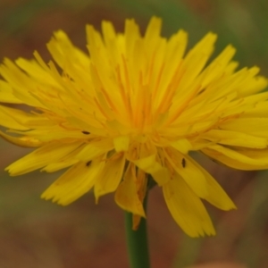 Dasytinae (subfamily) at Fadden Pines (FAD) - 20 Feb 2024