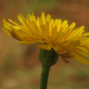 Dasytinae (subfamily) at Fadden Pines (FAD) - 20 Feb 2024