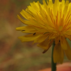 Dasytinae (subfamily) at Fadden Pines (FAD) - 20 Feb 2024