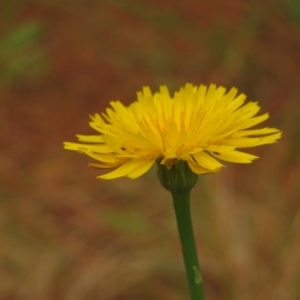 Dasytinae (subfamily) at Fadden Pines (FAD) - 20 Feb 2024