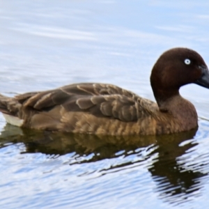 Aythya australis at Strathnairn, ACT - 20 Feb 2024