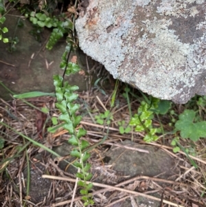 Asplenium flabellifolium at Gunningrah, NSW - 12 Dec 2023