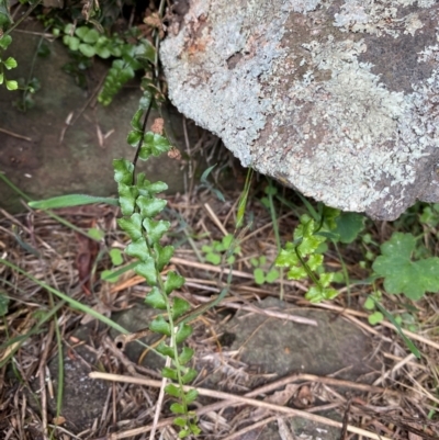 Asplenium flabellifolium (Necklace Fern) at Gunningrah, NSW - 11 Dec 2023 by MelitaMilner