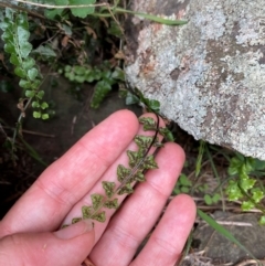 Asplenium flabellifolium at Gunningrah, NSW - 12 Dec 2023