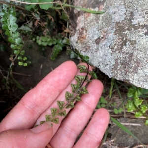 Asplenium flabellifolium at Gunningrah, NSW - 12 Dec 2023