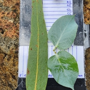 Eucalyptus bridgesiana at Campbell, ACT - 20 Feb 2024