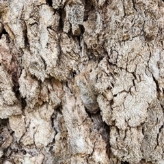 Eucalyptus bridgesiana at Campbell, ACT - 20 Feb 2024