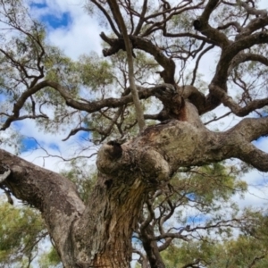 Eucalyptus bridgesiana at Campbell, ACT - 20 Feb 2024