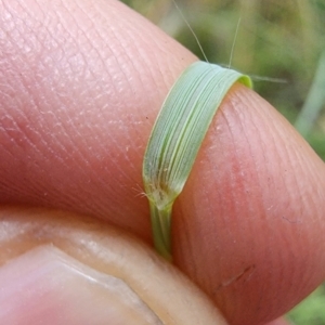 Eragrostis curvula at Campbell, ACT - 20 Feb 2024