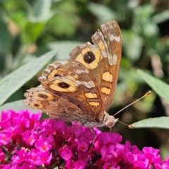 Junonia villida (Meadow Argus) at QPRC LGA - 20 Feb 2024 by MatthewFrawley