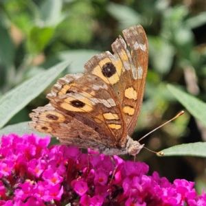 Junonia villida at QPRC LGA - 20 Feb 2024