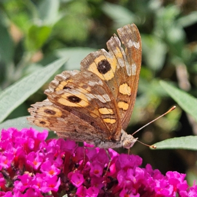 Junonia villida (Meadow Argus) at QPRC LGA - 20 Feb 2024 by MatthewFrawley