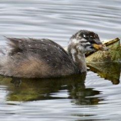 Tachybaptus novaehollandiae (Australasian Grebe) at Strathnairn, ACT - 19 Feb 2024 by Thurstan