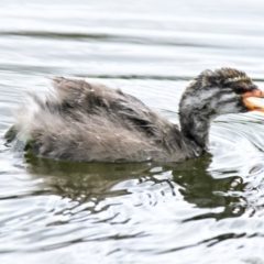 Tachybaptus novaehollandiae at Strathnairn, ACT - 20 Feb 2024