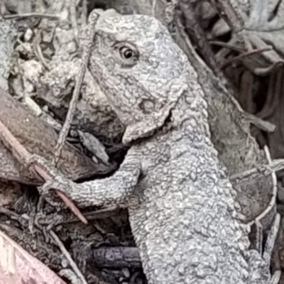 Rankinia diemensis (Mountain Dragon) at Tidbinbilla Nature Reserve - 17 Feb 2024 by KumikoCallaway