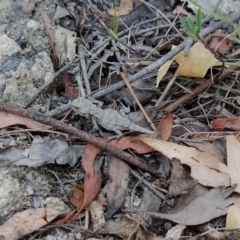 Rankinia diemensis at Tidbinbilla Nature Reserve - 18 Feb 2024 10:05 AM