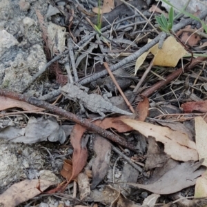 Rankinia diemensis at Tidbinbilla Nature Reserve - 18 Feb 2024 10:05 AM