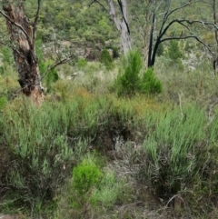 Bossiaea grayi (Murrumbidgee Bossiaea) at Bullen Range - 20 Feb 2024 by samreid007