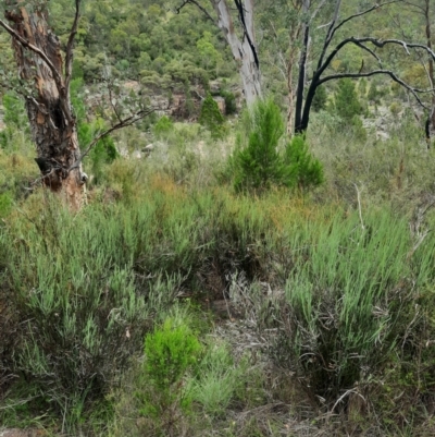 Bossiaea grayi (Murrumbidgee Bossiaea) at Bullen Range - 20 Feb 2024 by samreid007