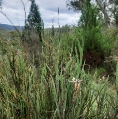 Bossiaea grayi at Bullen Range - suppressed